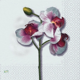 1 serviette papier Les Orchidés - 6